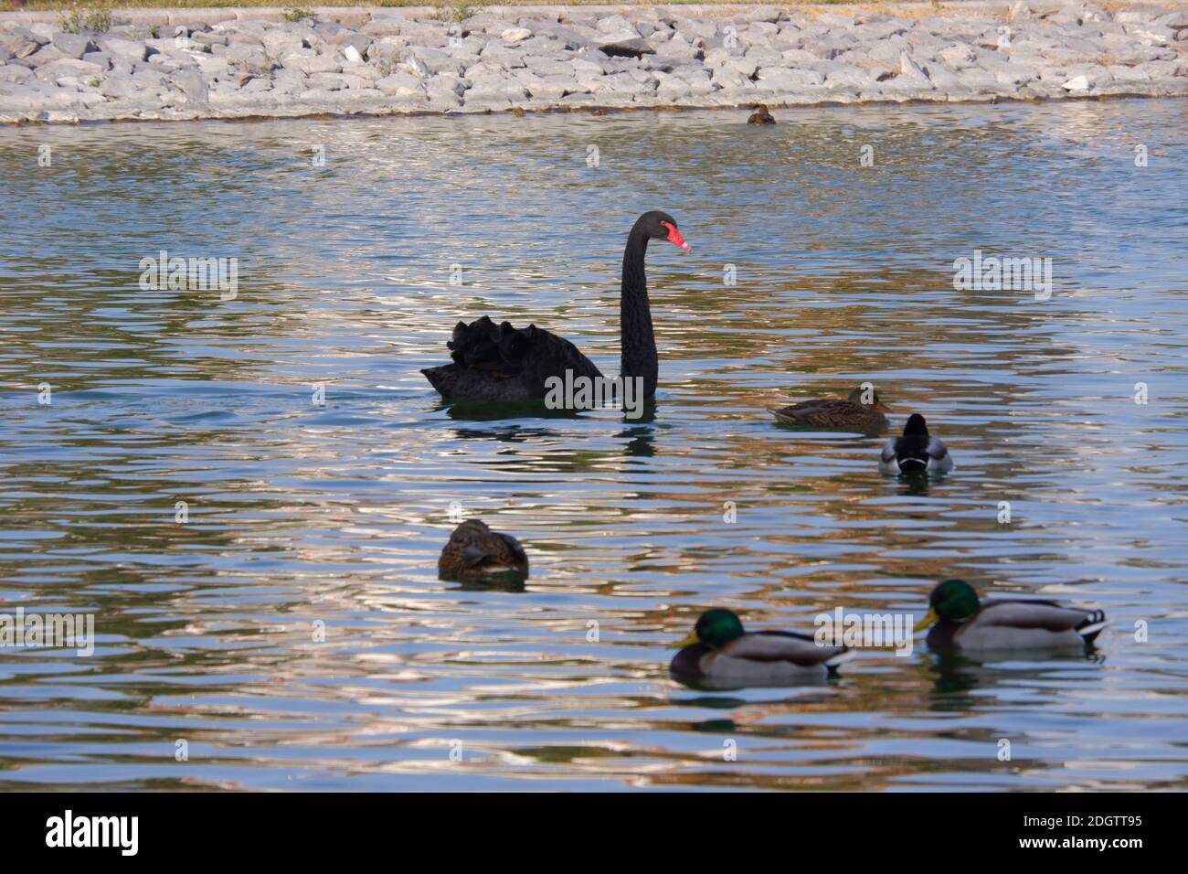 Black Swan Swimming at Sunset Stock Photo