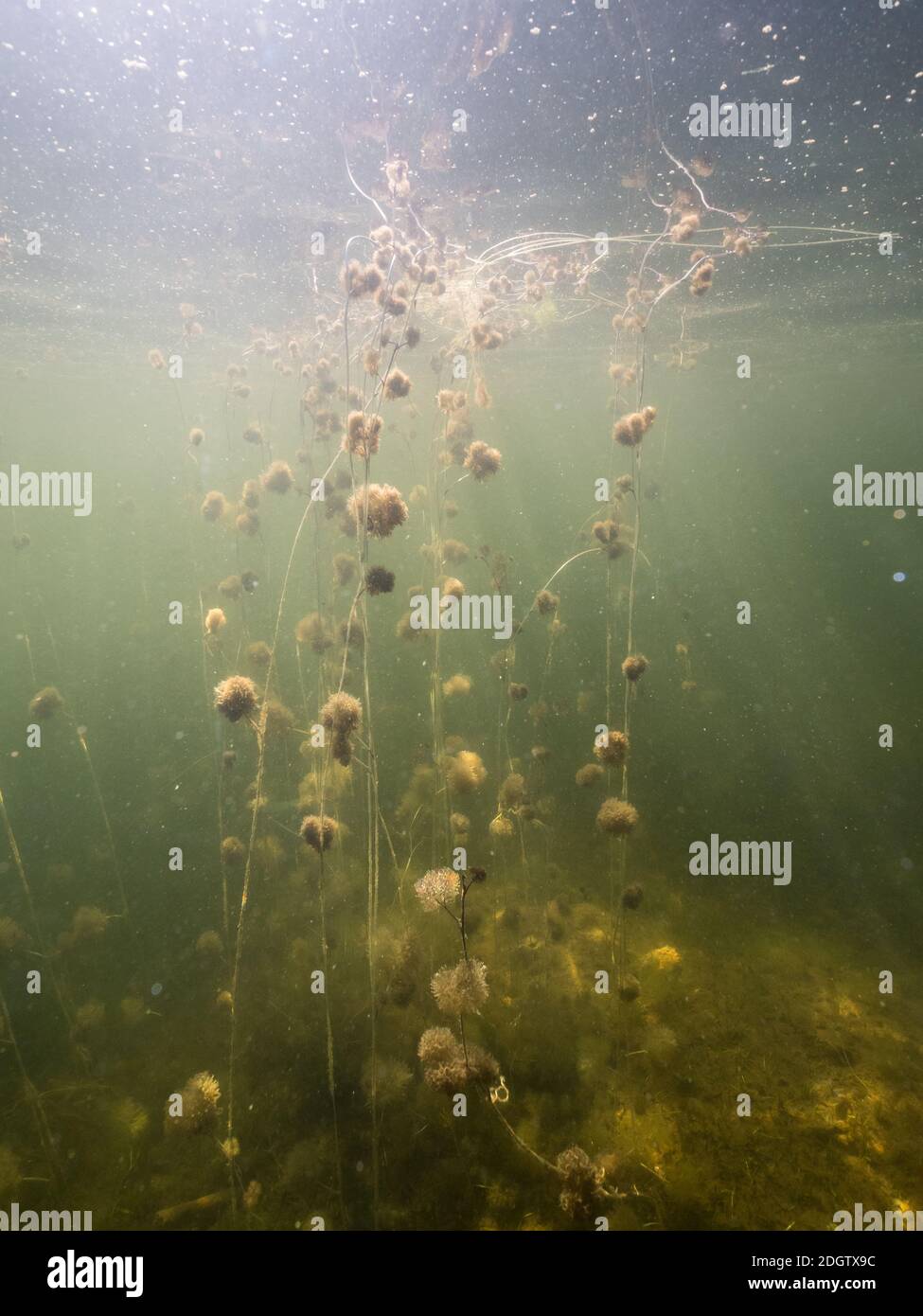 Pond Water-crowfoot aquatic plant Stock Photo - Alamy