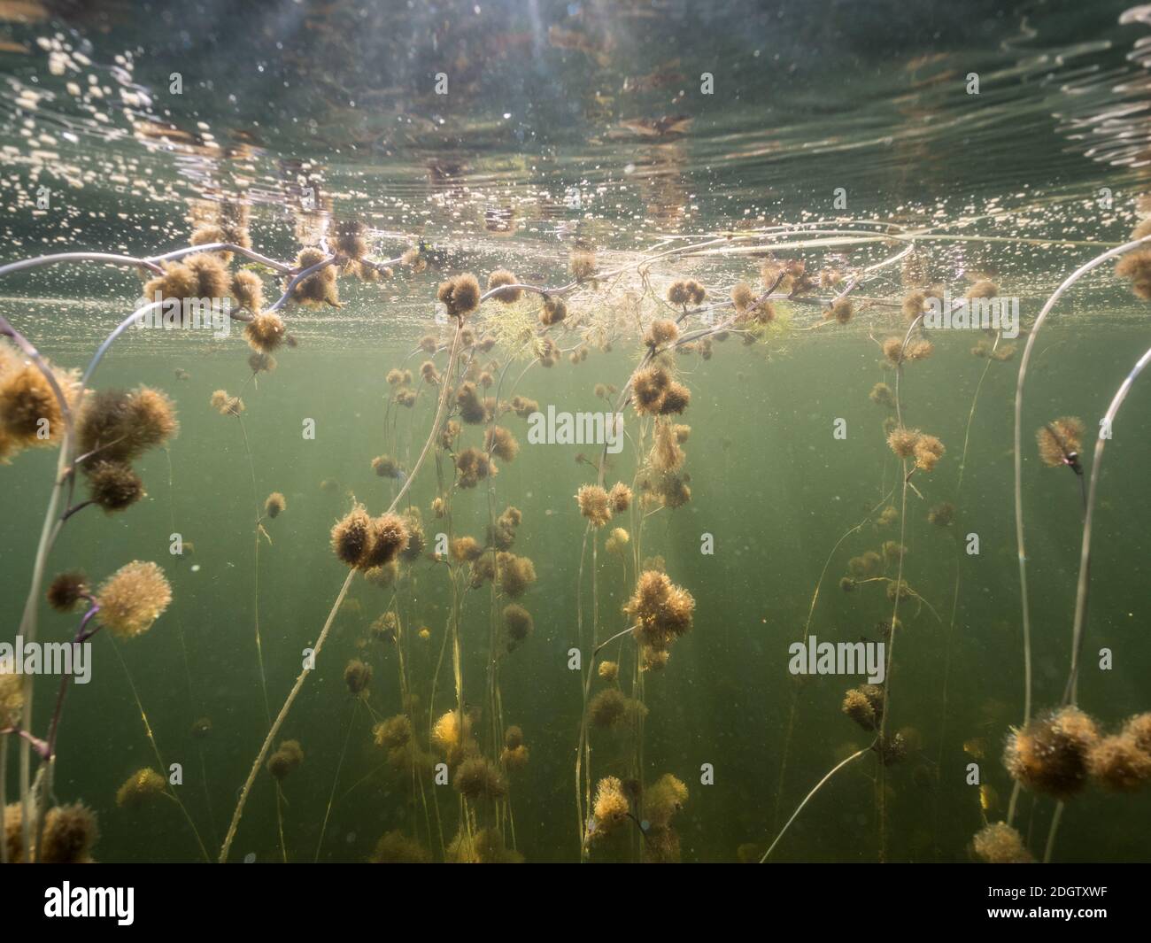 Pond Water-crowfoot aquatic plant Stock Photo - Alamy