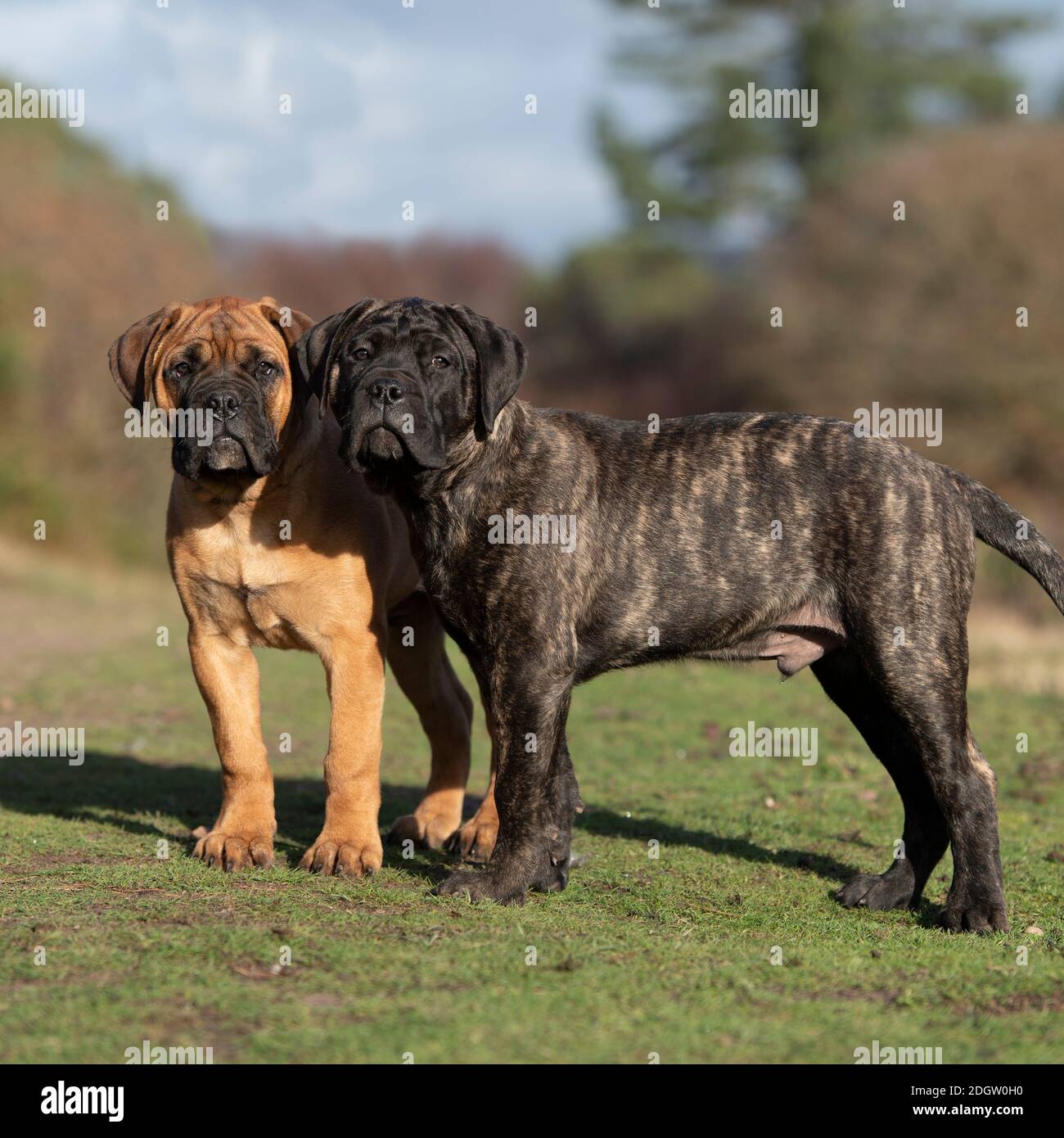 bullmastiff puppies Stock Photo