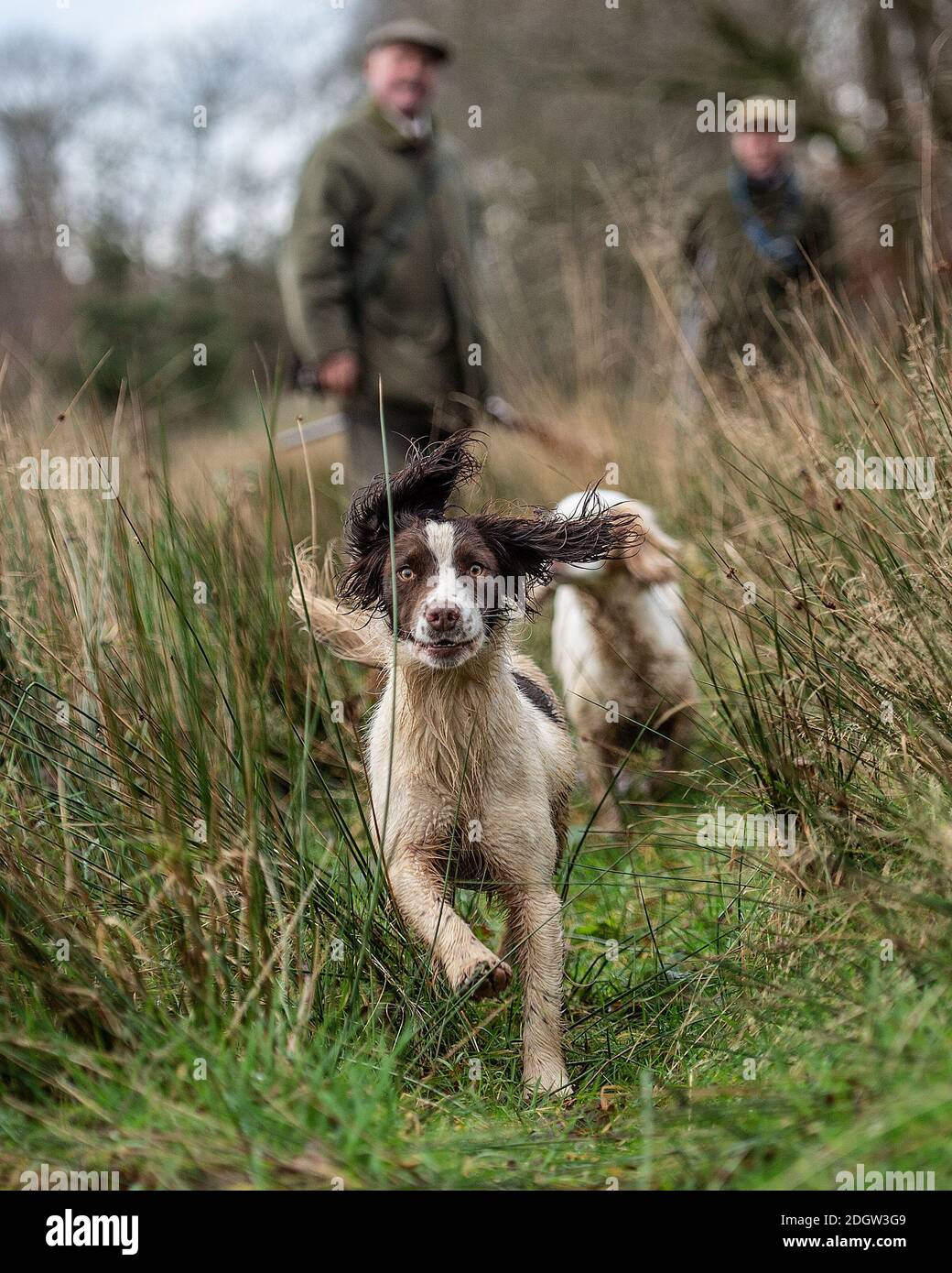 english springer spaniel on a rough shoot Stock Photo