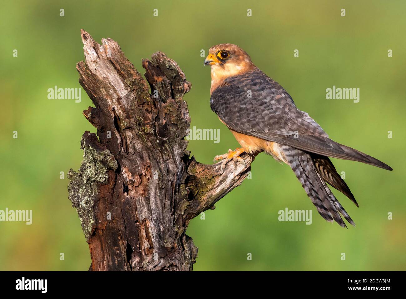 Roodpootvalk, Red-footed Falcon, Falco vespertinus Stock Photo - Alamy