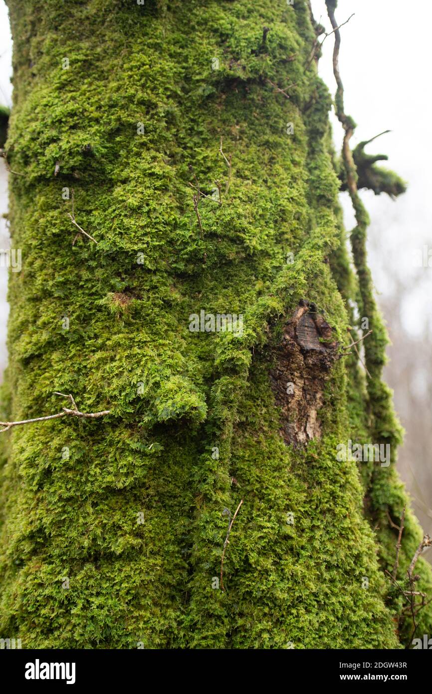 moss on a beech tree trunk Stock Photo