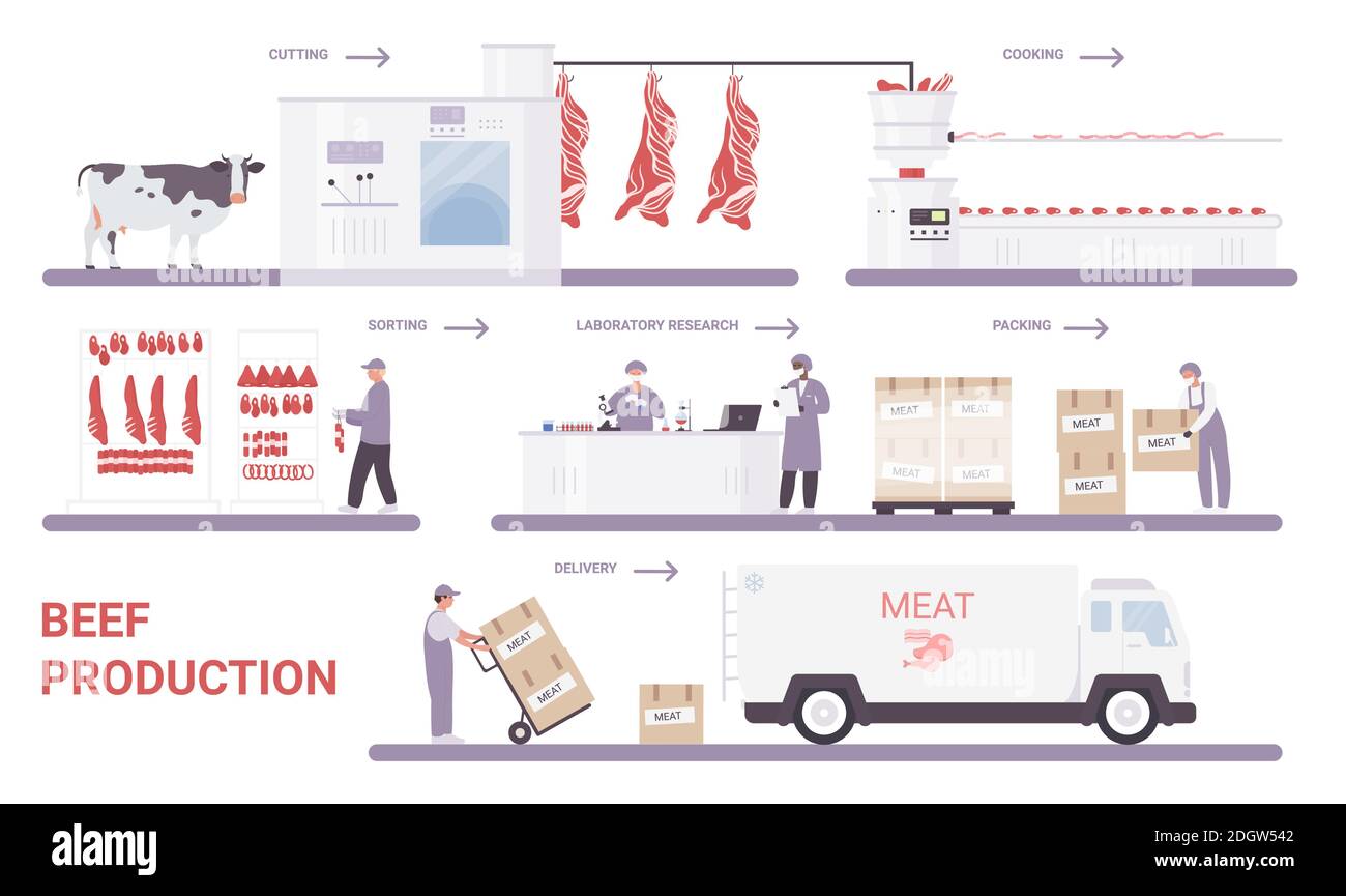 Beef production on meat factory infographic process vector illustration. Cartoon info education poster with automated processing line from cutting, sorting, packaging farm meat products technology Stock Vector