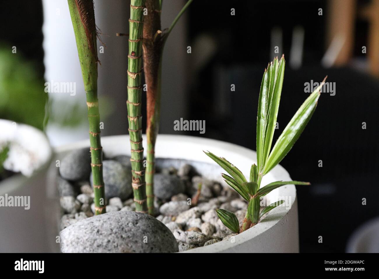 Green bamboo palm tree in a pot Stock Photo Alamy