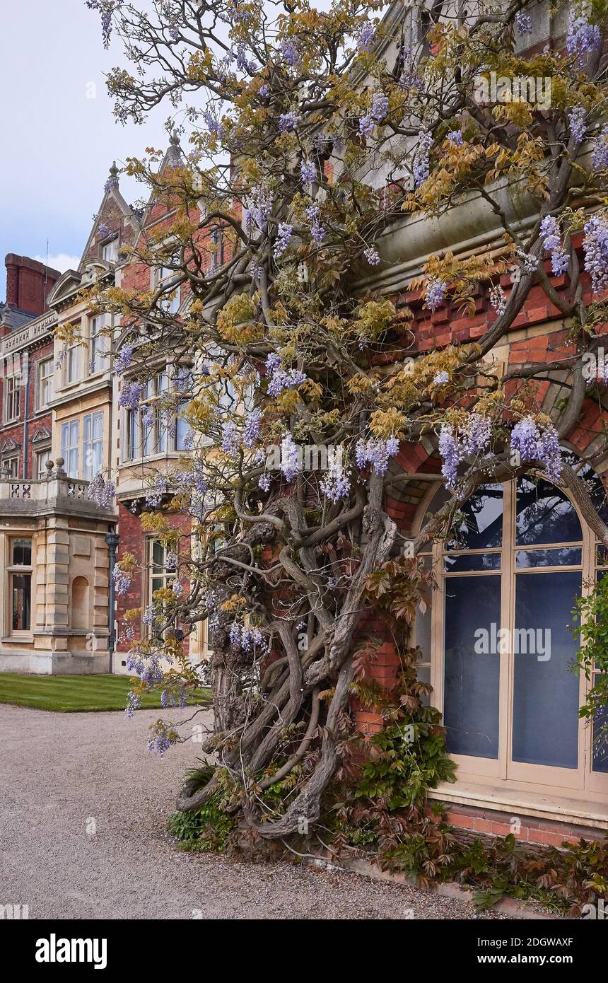Beautiful twisted Wisteria growing up the from of Sandringham House, Norfolk. Stock Photo