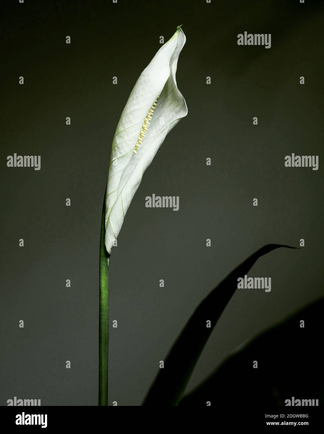 Peace lily flower isolated on black background Stock Photo Alamy