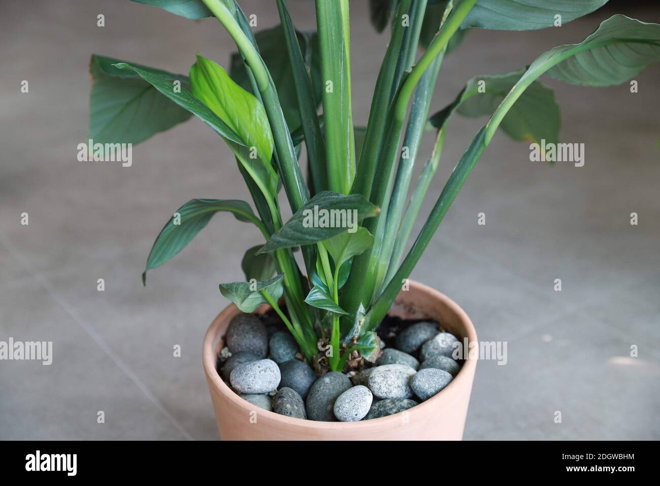 Peace lily tree in a clay pot Stock Photo