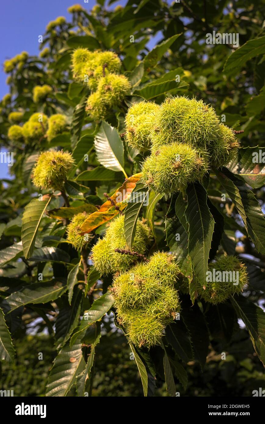 Maturing nuts on a sweet chestnut tree in an English garden in August showing spines on nut cases Stock Photo