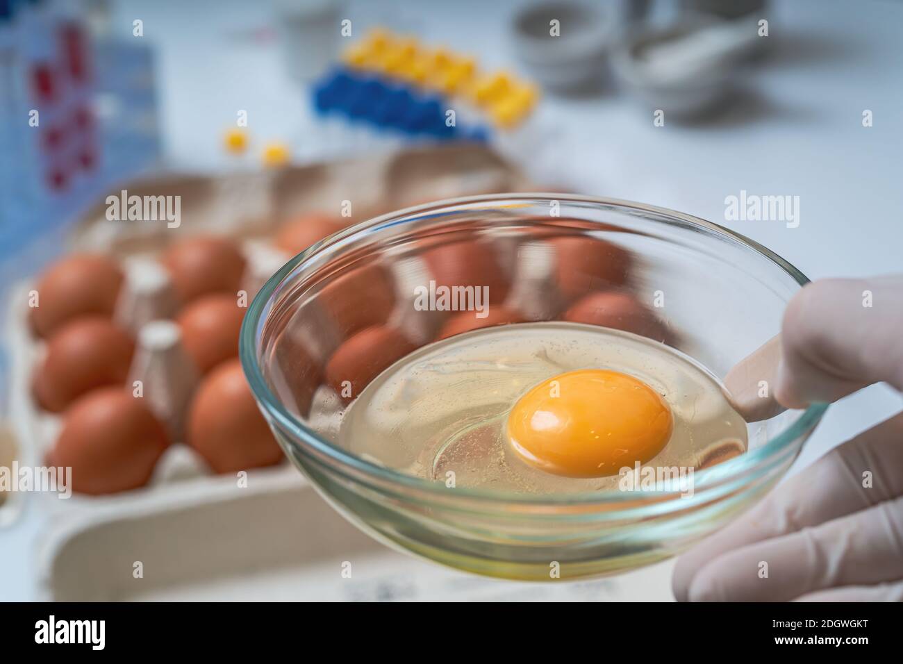 Scientist holds bowl with yolk. Food quality control concept. Stock Photo
