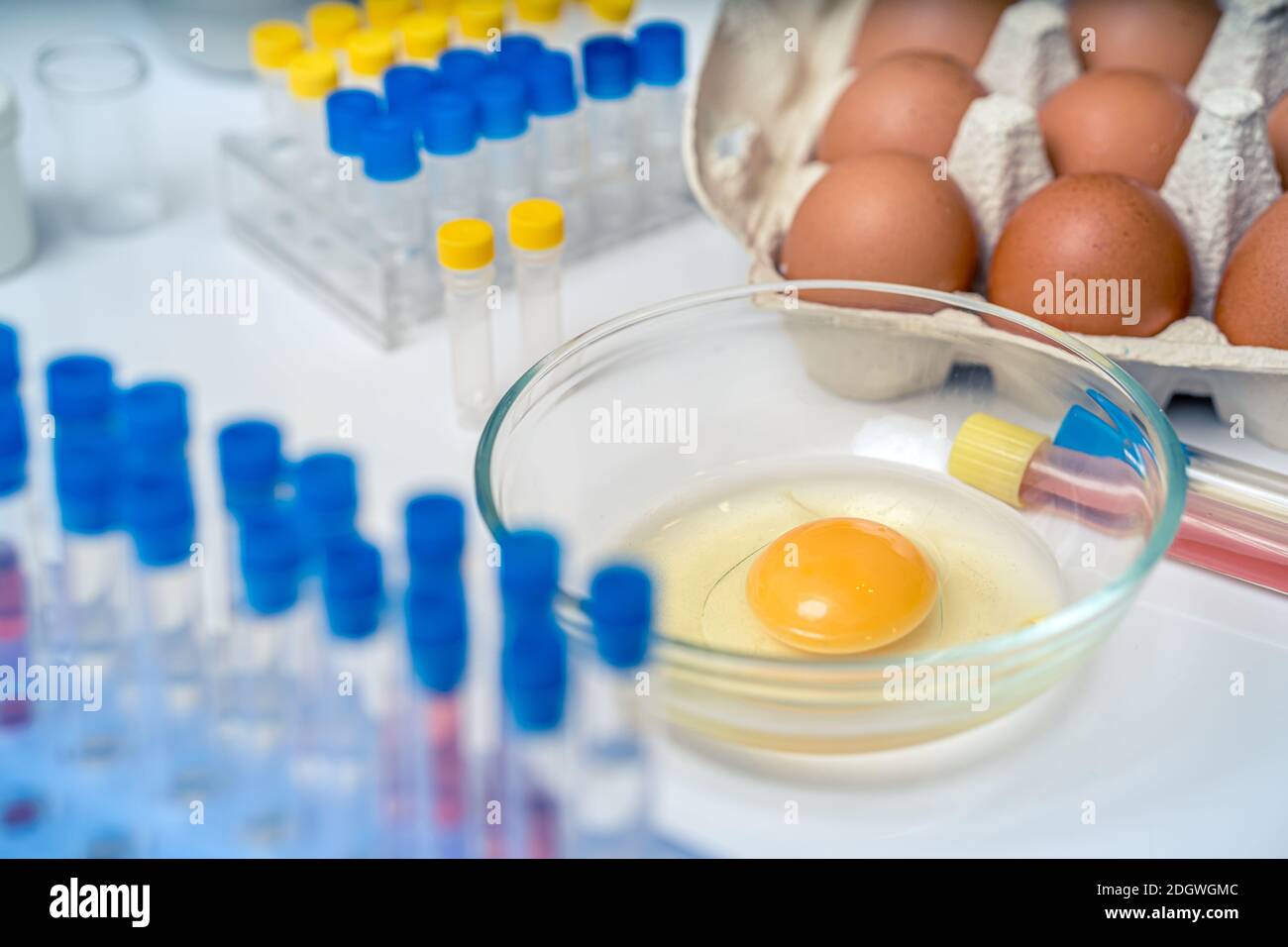 Inspecting chicken eggs in laboratory. Yolk in bowl. Stock Photo