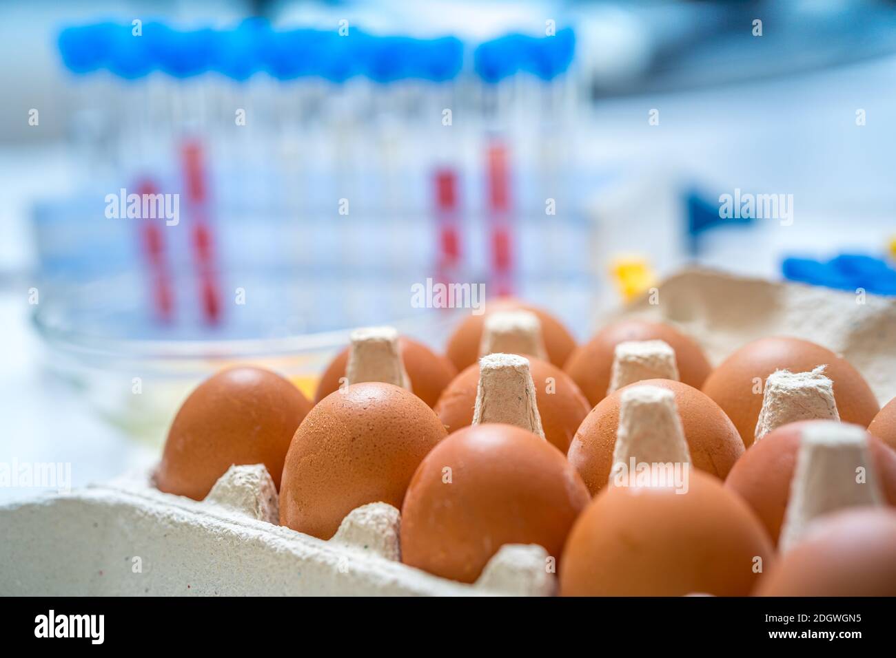 Eggs are tested in laboratory. Food quality control concept. Stock Photo