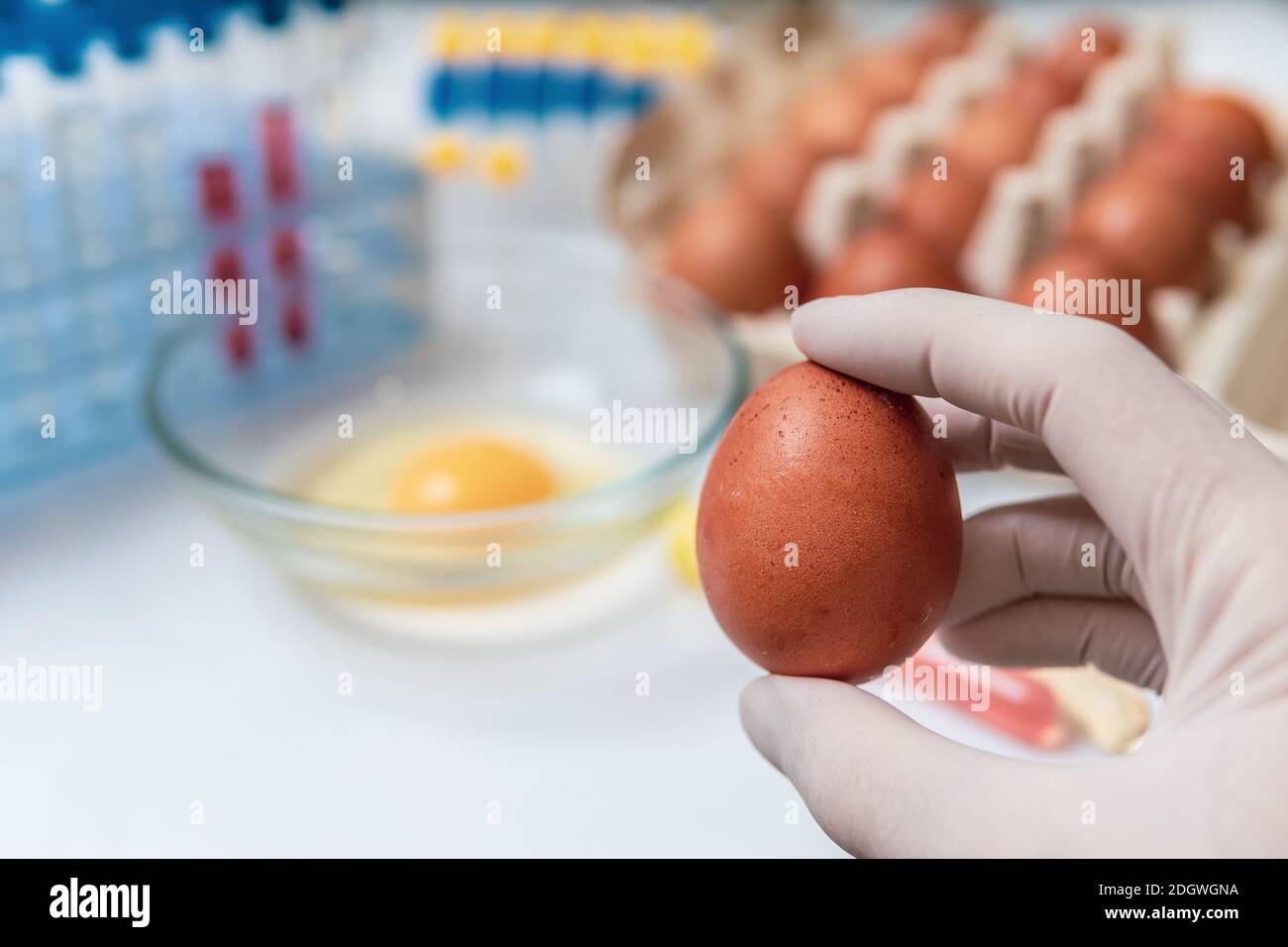 Food quality control concept. Scientist is holdinh egg in laboratory. Stock Photo