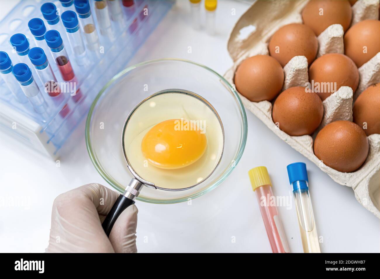Scientist is examining yolk with magnifying glass. Eggs quality control concept. Stock Photo