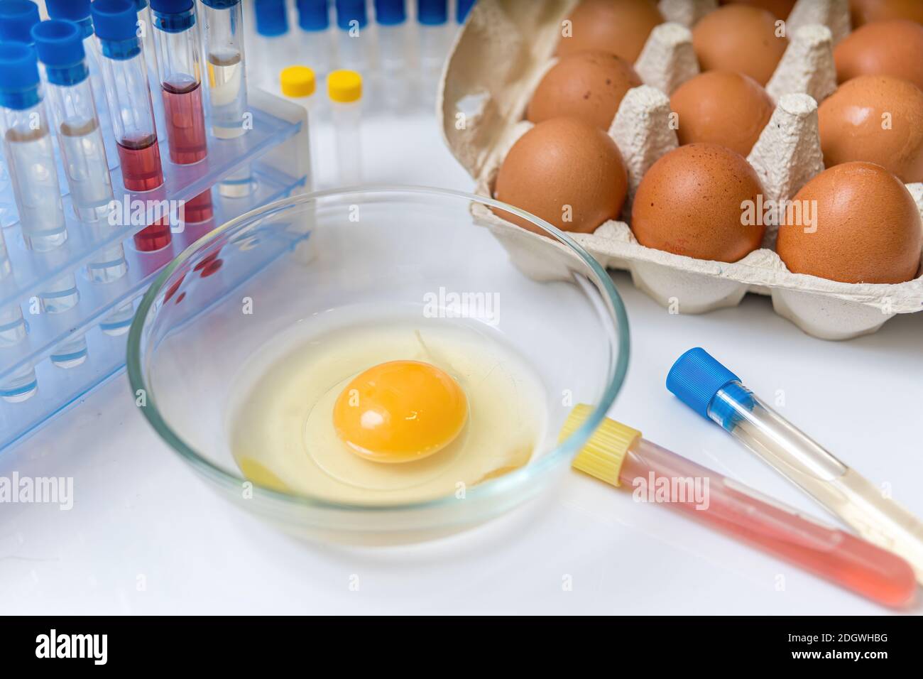 Food research control concept. Yolk in bowl in laboratory. Stock Photo