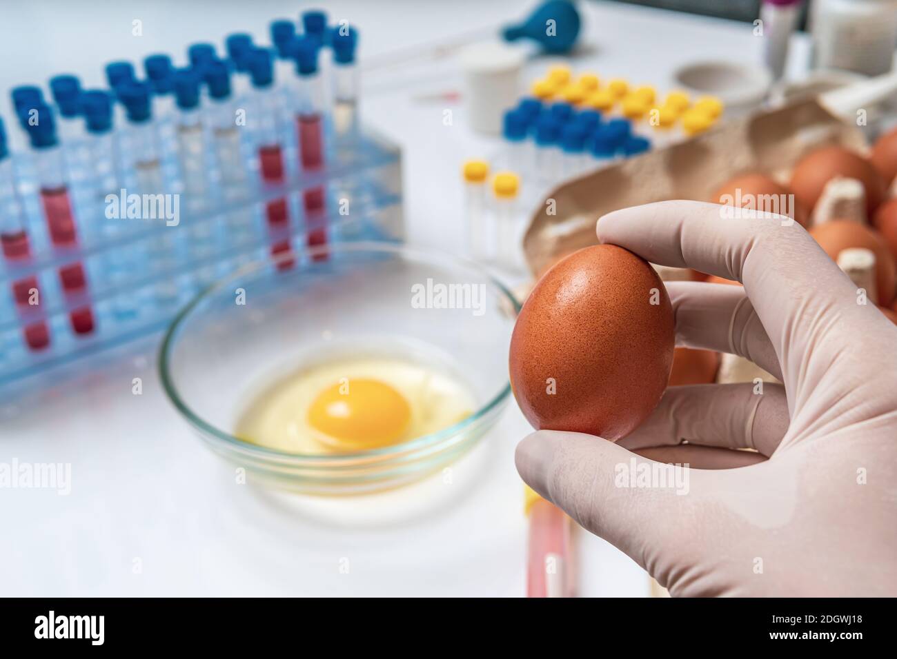 Food quality testing concept. Scientist is holding egg in hand in laboratory. Stock Photo