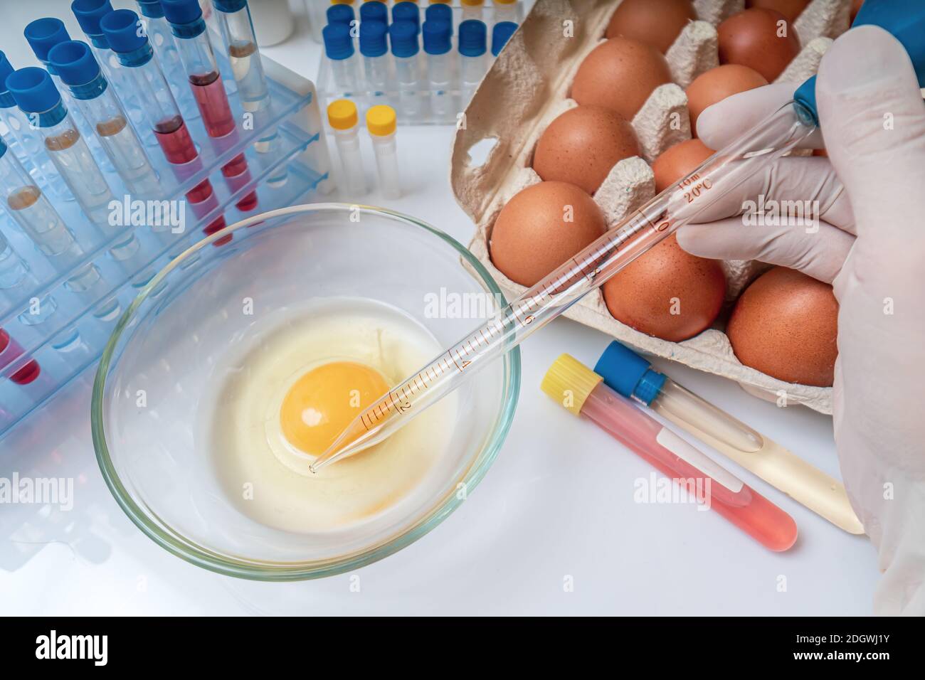 Scientist is testing eggs for germs. Food quality control. Stock Photo