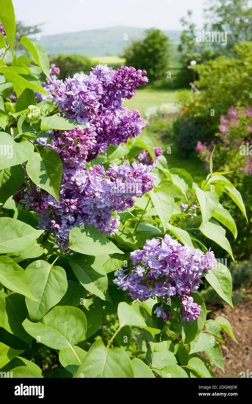 Fragrant Syringa x hyacinthiflora 'Esther Staley flowering in a rural English garden in April Stock Photo