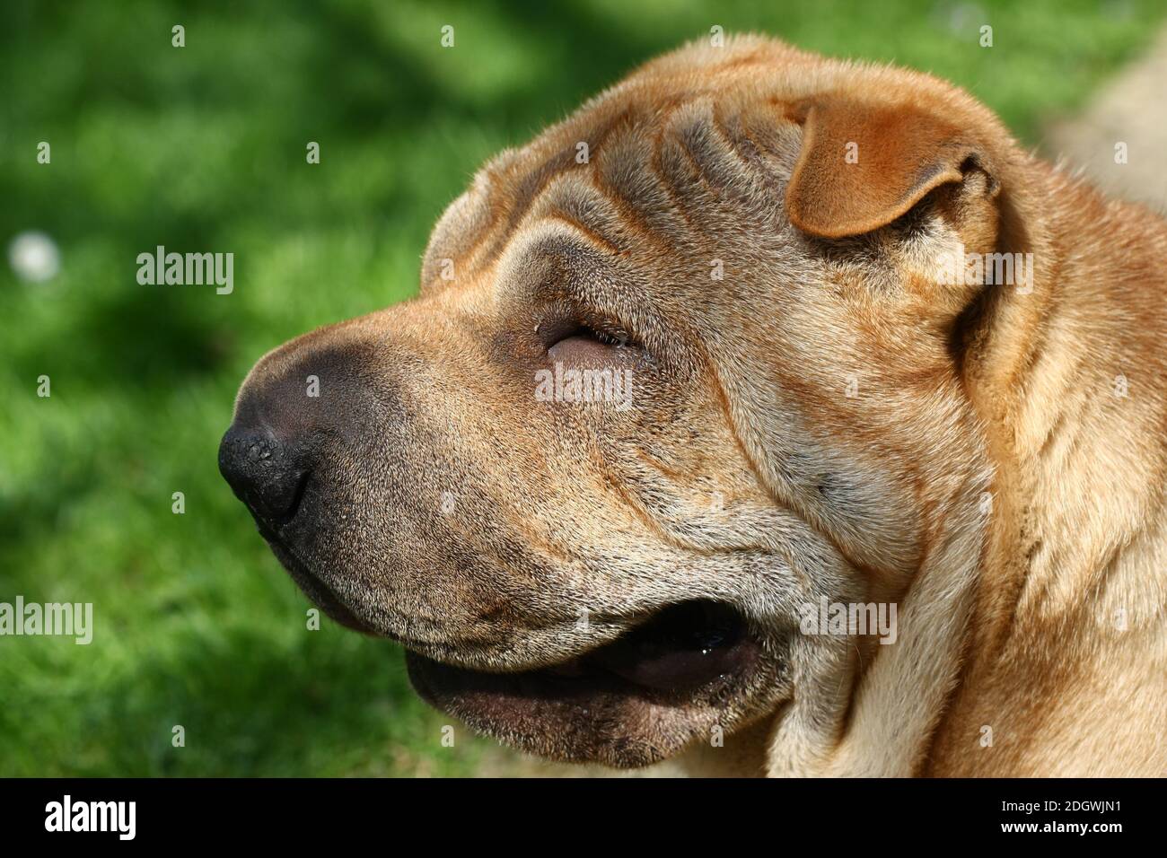 Sharpie dog hires stock photography and images Alamy