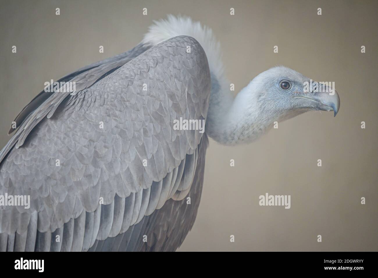 International Centre for Birds of Prey