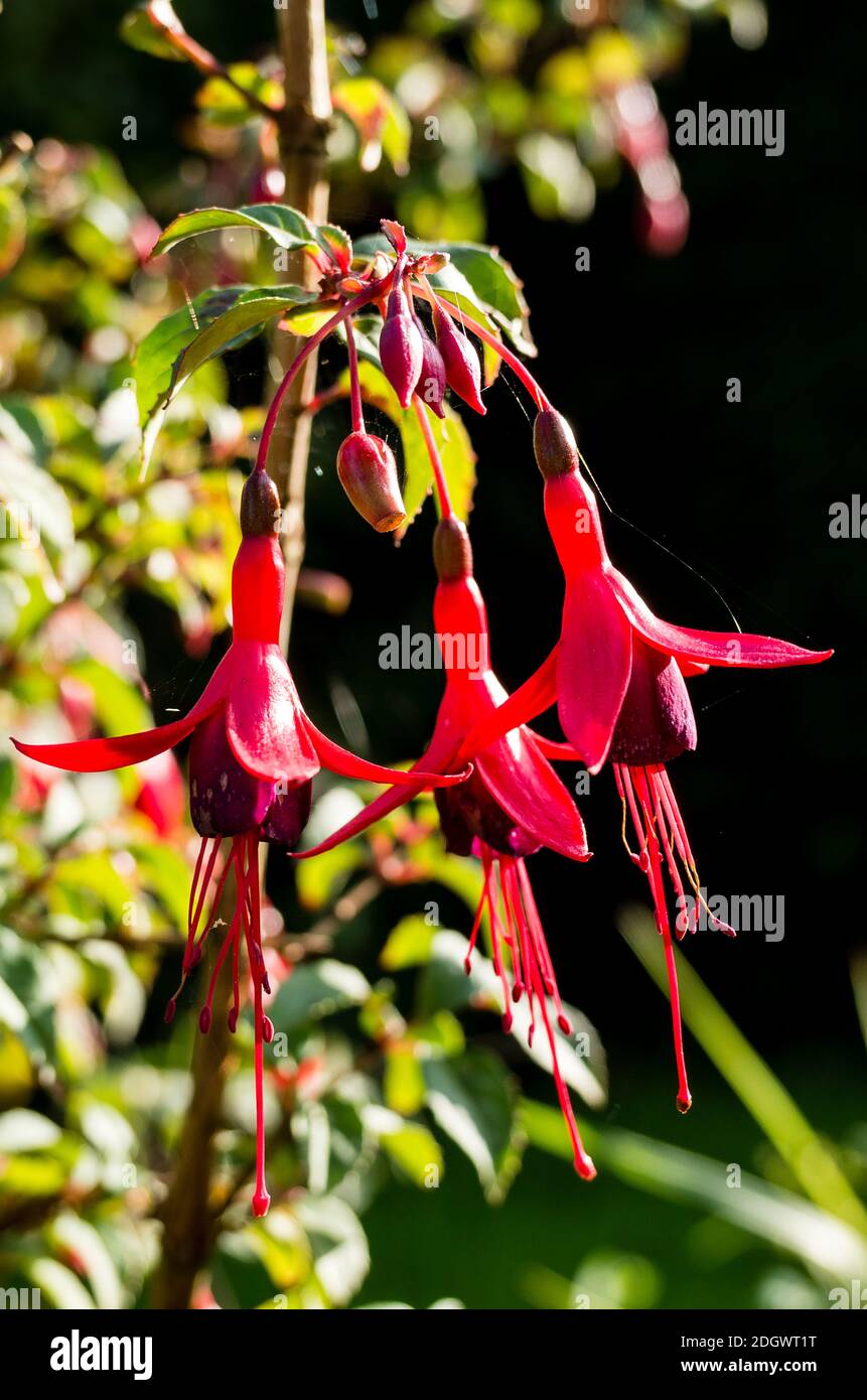 Pendant purple and cerise flowers of Fuchsia Mrs Popple still flowering in October before the frosts arrive in an English garden Stock Photo