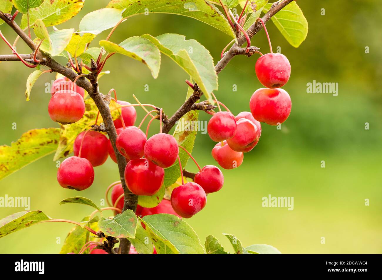 Bunches of ripe red fruit on a young tree  Malus x robusta Red Sentinel which would hang throughout winter if they were not attractive to bigger birds Stock Photo