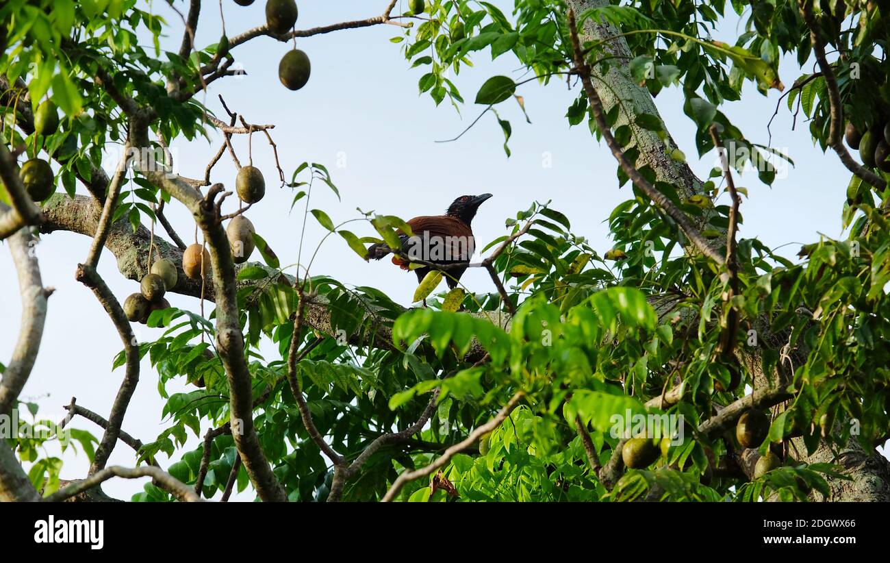 A greater coucal perched on the branch of an ambarella (Spondias dulcis) tree with fruits hanging from the branches. Stock Photo