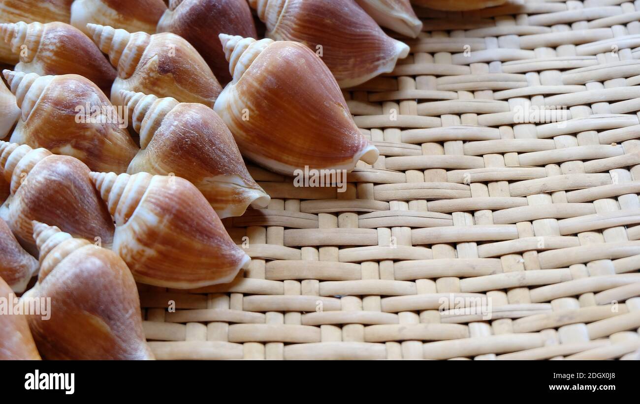 The shell of dog conch, a species of edible sea snail, arranged neatly in a beautiful pattern, on a rattan tray. Stock Photo