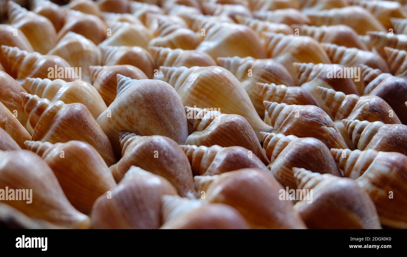 The shell of dog conch, a species of edible sea snail, arranged neatly in a beautiful pattern. Stock Photo