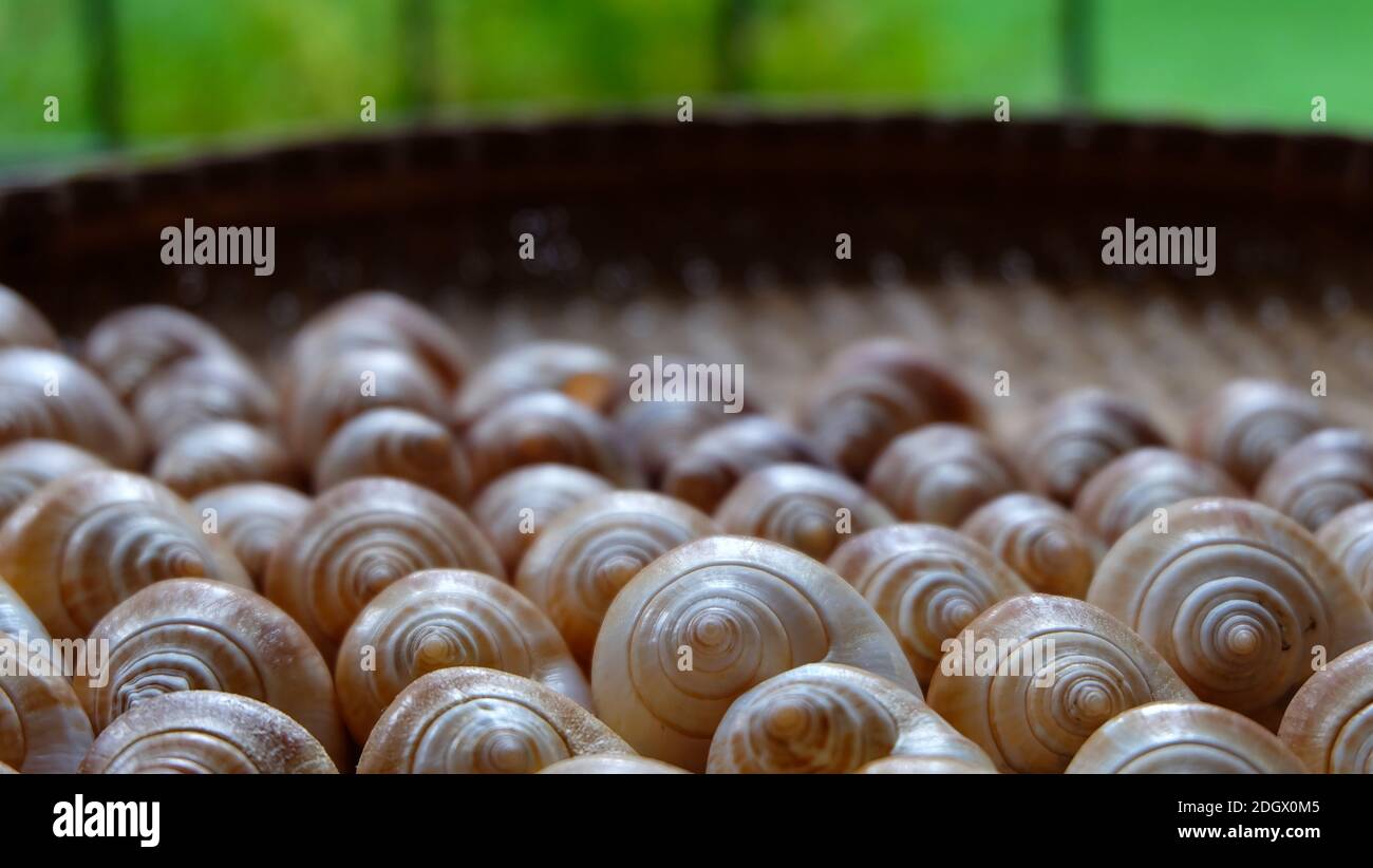 The shell of dog conch, a species of edible sea snail, arranged neatly in a beautiful pattern, on a rattan tray. Stock Photo