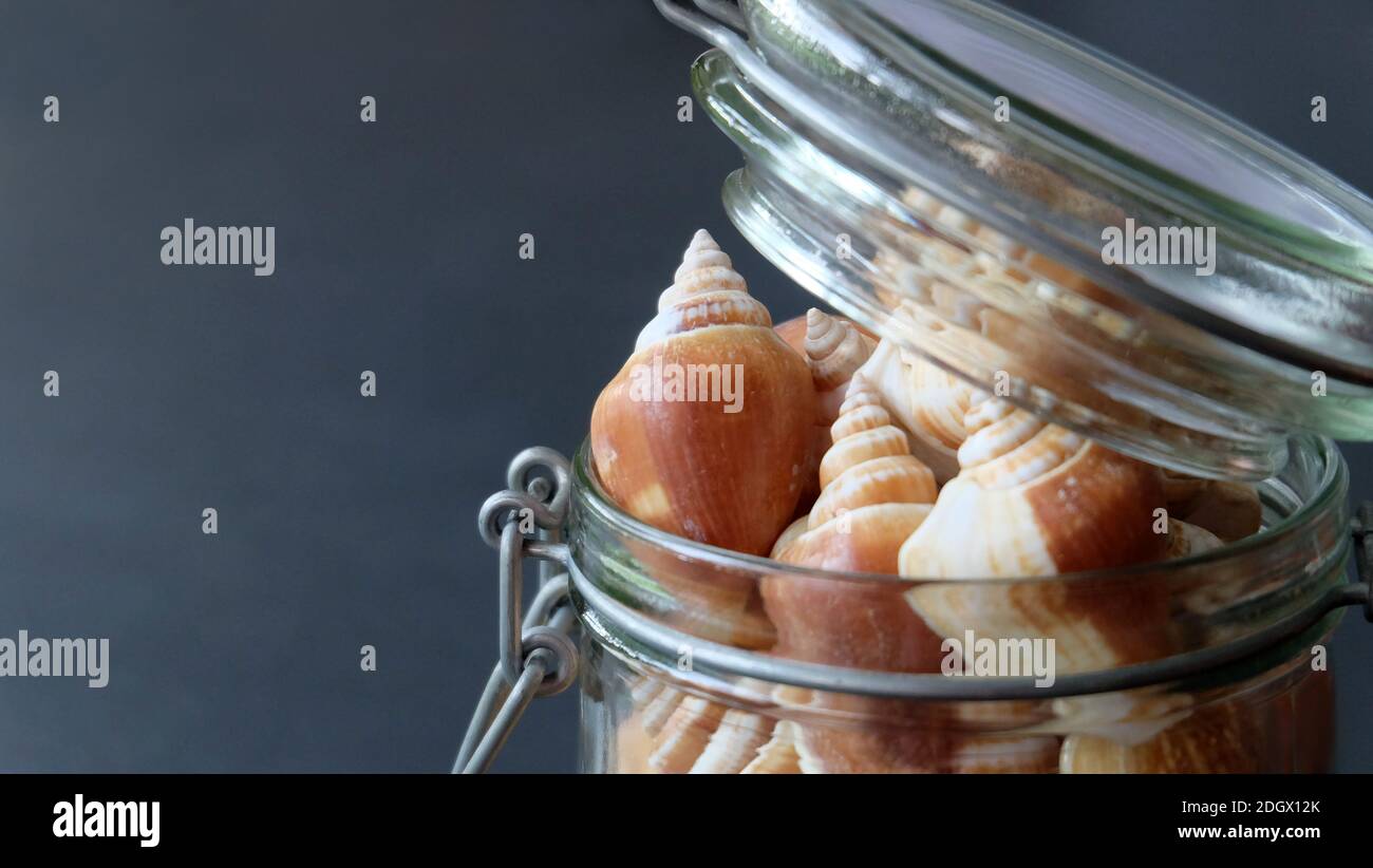 Close up of a glass jar full of the shell of dog conch, a species of edible sea snail. Stock Photo