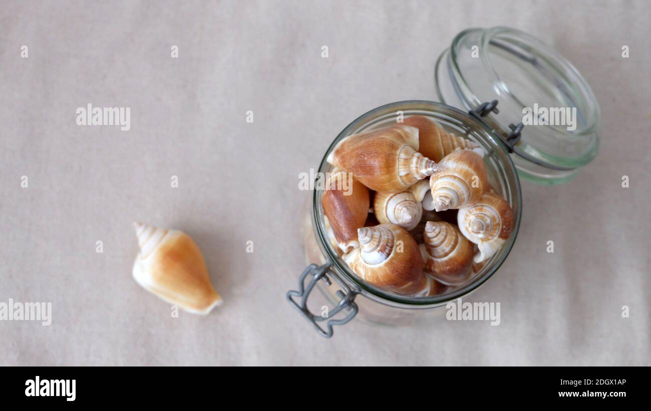 Top view of a glass jar full of the shell of dog conch, a species of edible sea snail, with a single shell beside the jar. Stock Photo