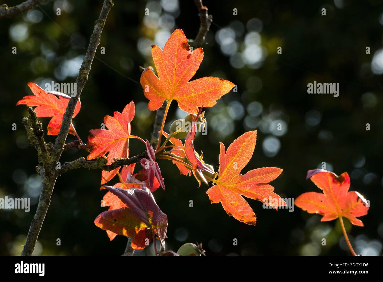 Reddish yelllow maple-shaped leaves of ornamental crab apple tree - Malus trilobata Guardsman - showing their colour and shapes in Autumn in an English garden Stock Photo