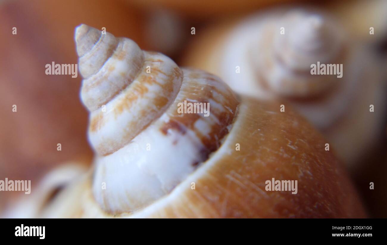 Closeup of the shell of dog conch, a species of edible sea snail. Stock Photo