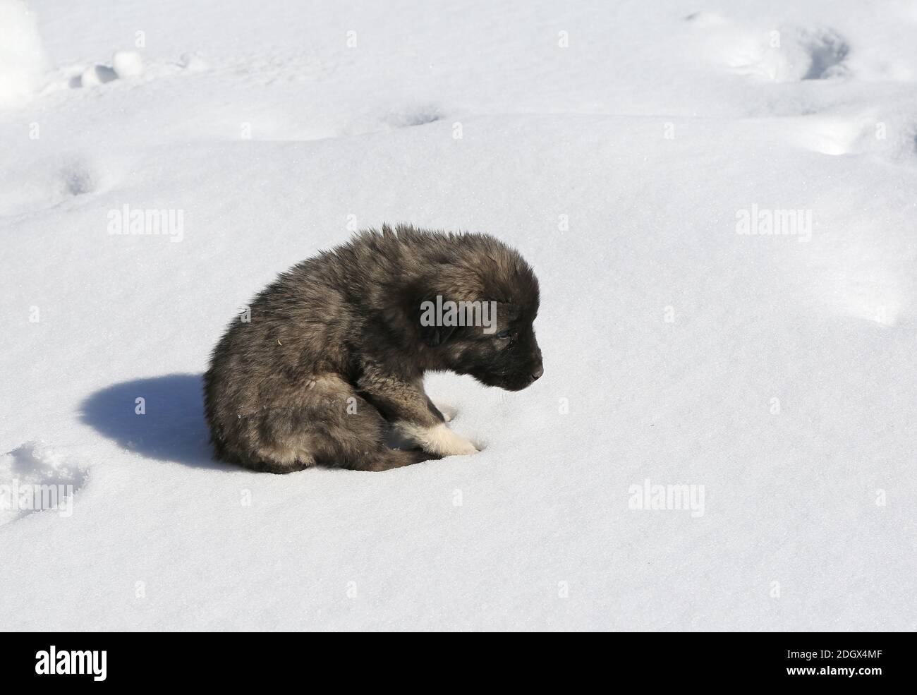 Puppy in snow in Nigde,Turkey Stock Photo