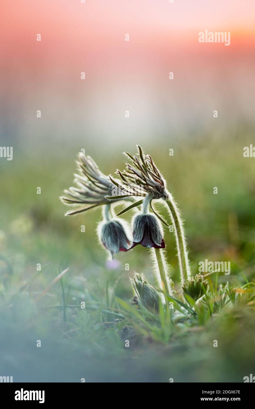 Black Pulsatilla-Pulsatilla Pratensis Subsp. Nigricans Stock Photo - Alamy