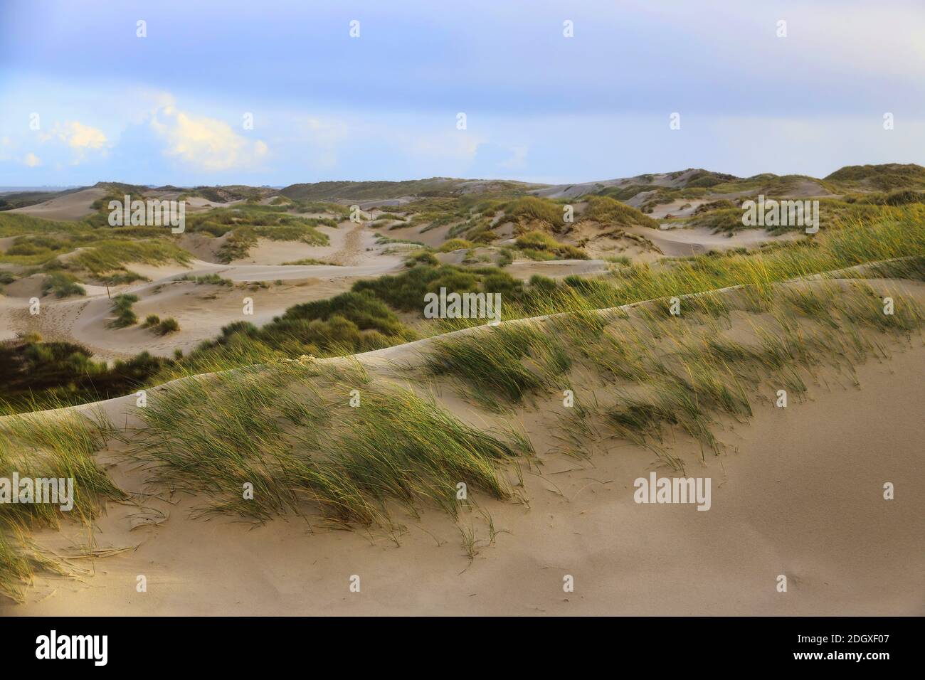 Dunes at the Beach of Amrum, Germany, Europe Stock Photo