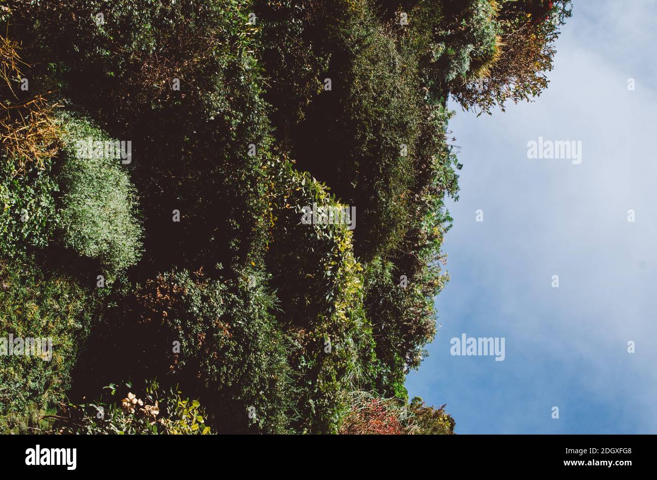 Madrid, Spain - November 29, 2020: Vertical wall garden designed by French botanist Patrick Blanc has 15,000 plants/205 species in the square in front Stock Photo
