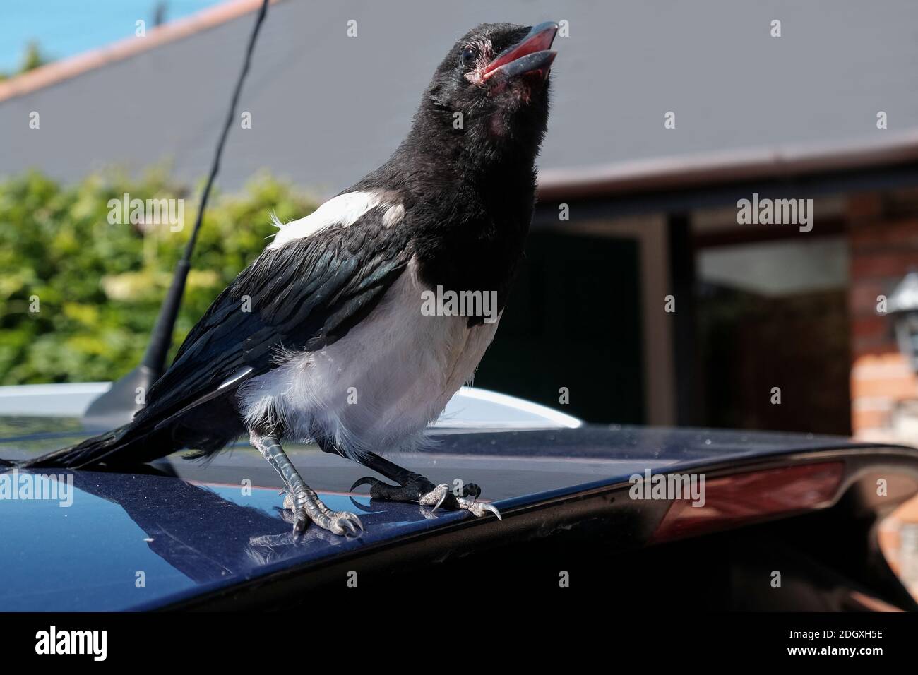 Wide angle Close-up of a young Magpie bird sat on the rear of a car spoiler. Stock Photo