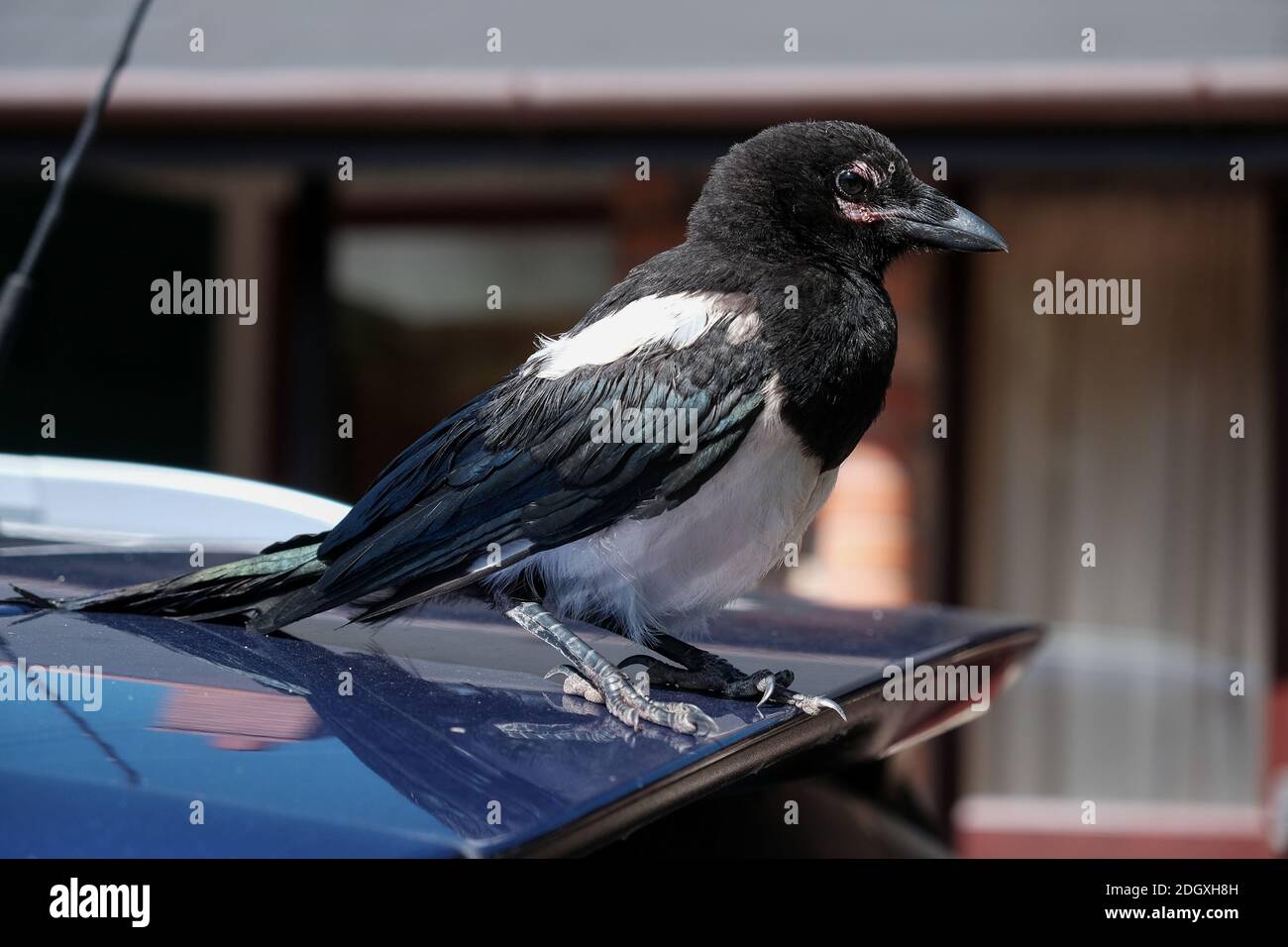 Wide angle Close-up of a young Magpie bird sat on the rear of a car spoiler. Stock Photo