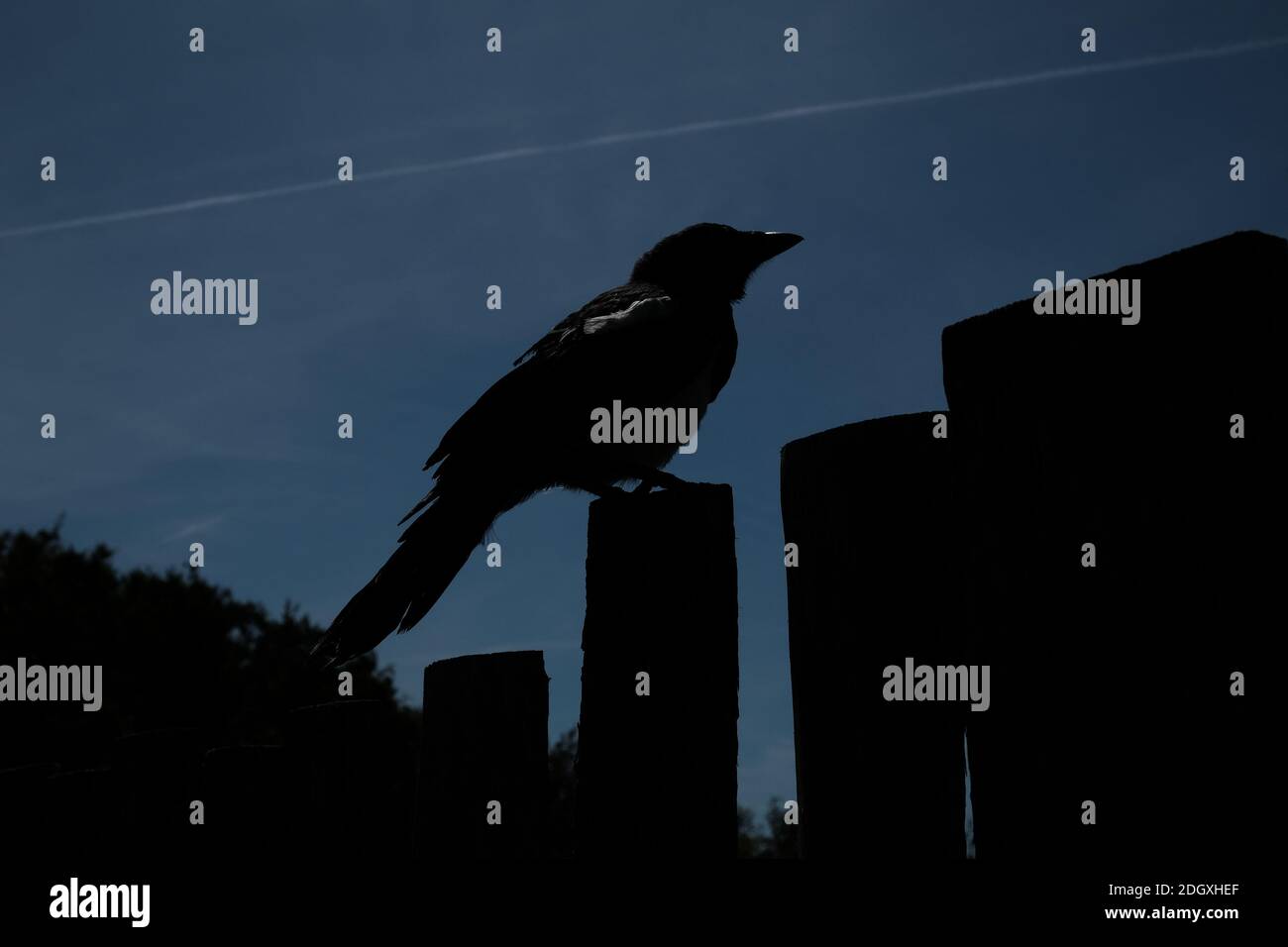 A magpie bird silhouette against a n blue sky . Stock Photo