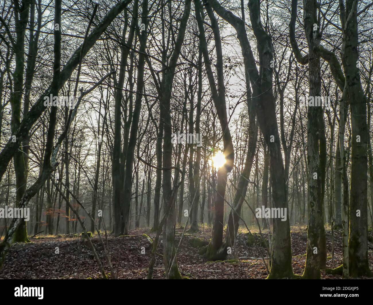 sun setting through the trees on a winters day Stock Photo