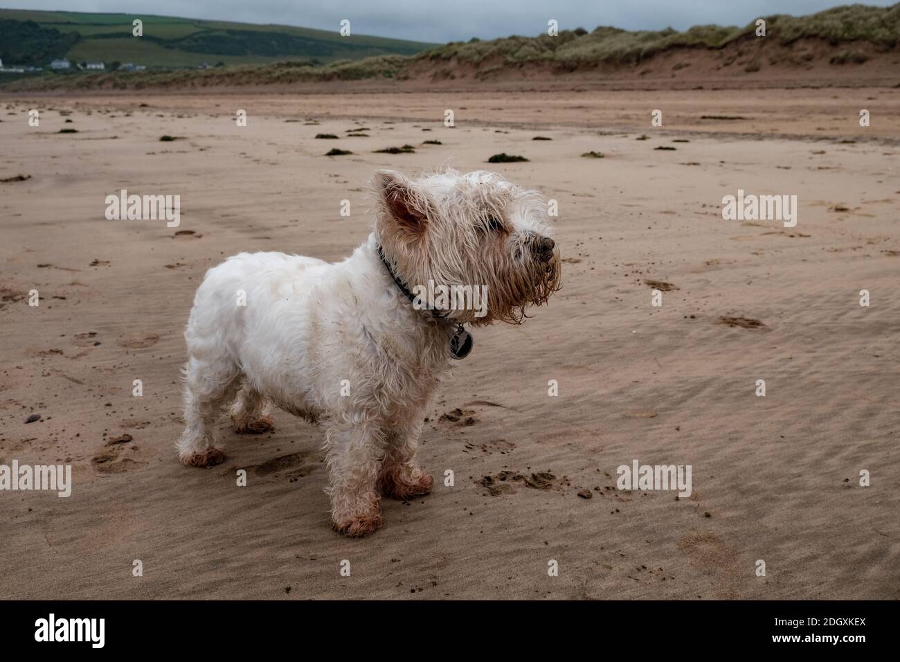 West high land terrier stands proud alone on a sandy beach enjoying a walk whilst having a fair amount of sand in his coat. Stock Photo