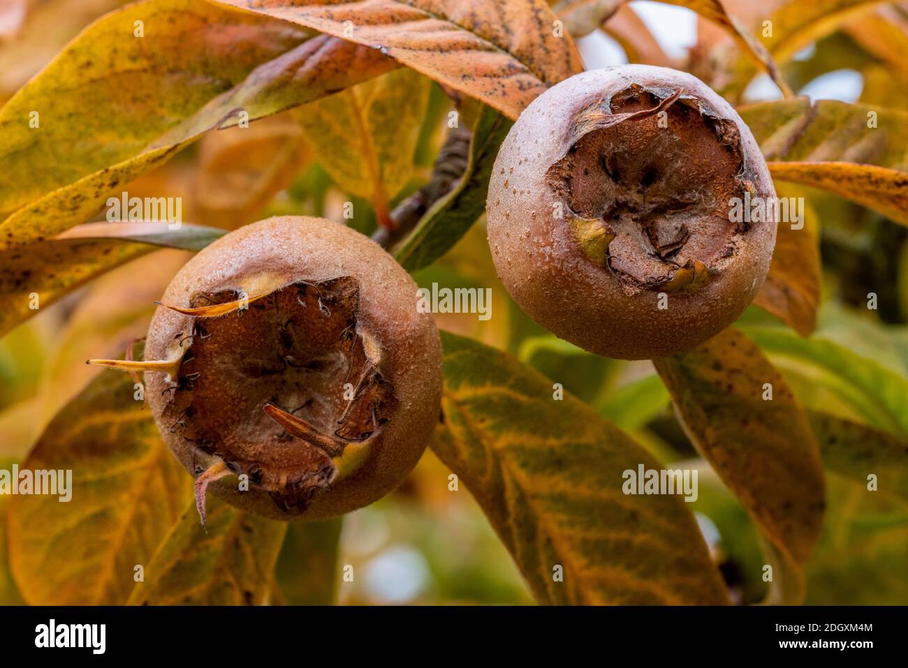 Close up of two organic golden brown ripe fruits of Medlar, Mespilus germanica, on tree in late autumn with green, yellow, brown autumnal leaves. Stock Photo