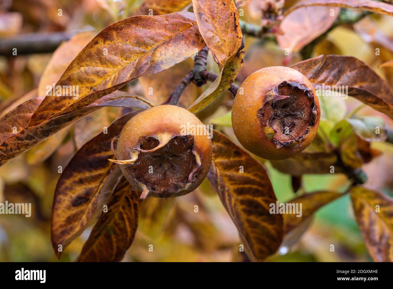Ripe fruits of organic mature brown Medlar, Mespilus germanica, on tree in late autumn with green, yellow, brown autumnal leaves in the background. Stock Photo