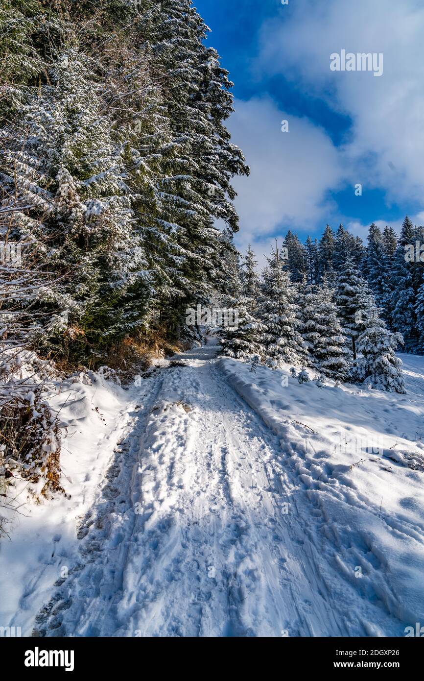 Im Winterwunderland am Waldrand, Wegrand mit gelbem Gras im ersten Schnee. first snow on the edge of the forest, with a path and yellow grass, spruce Stock Photo