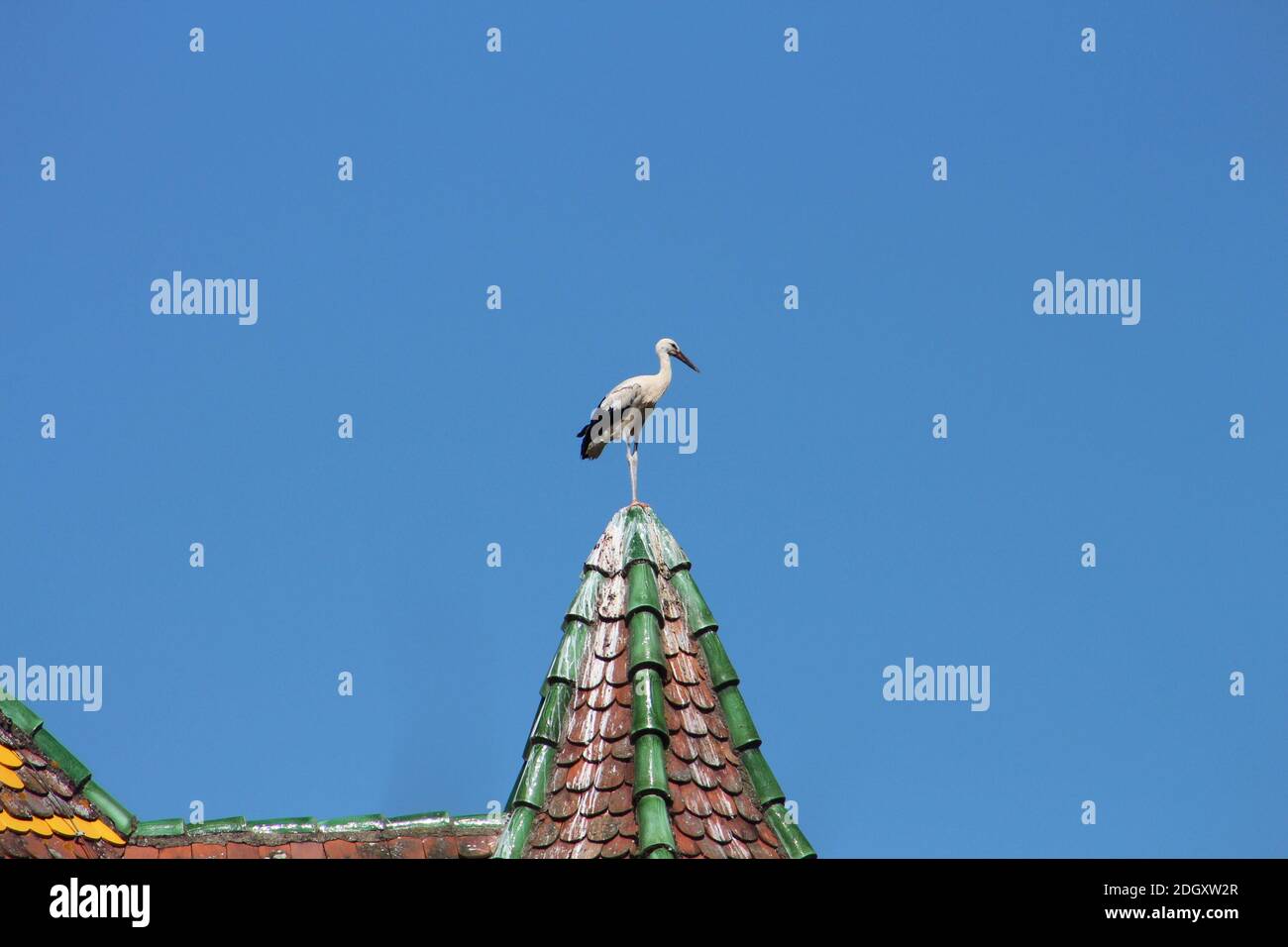 Cigognes Sur Le Domaine De L Ecomusee D Alsace Ungersheim Stock Photo Alamy