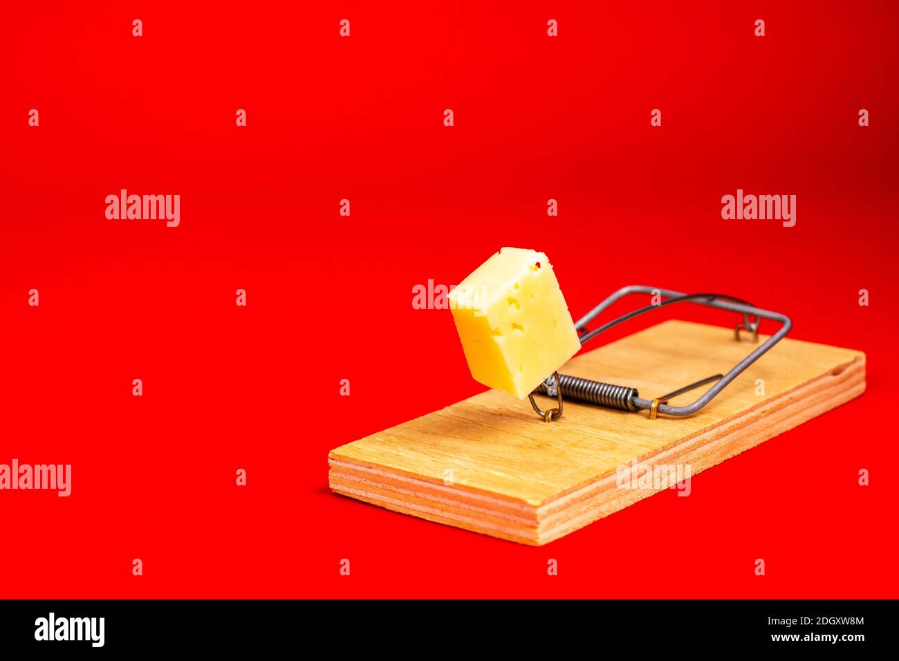 Mouse bait. A piece of cheese in a mousetrap. Red background. Stock Photo