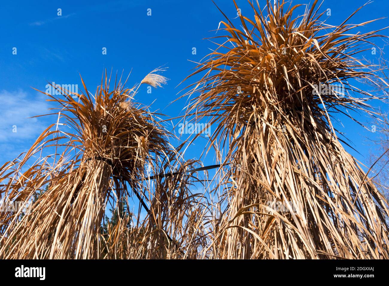 Miscanthus in winter Stock Photo