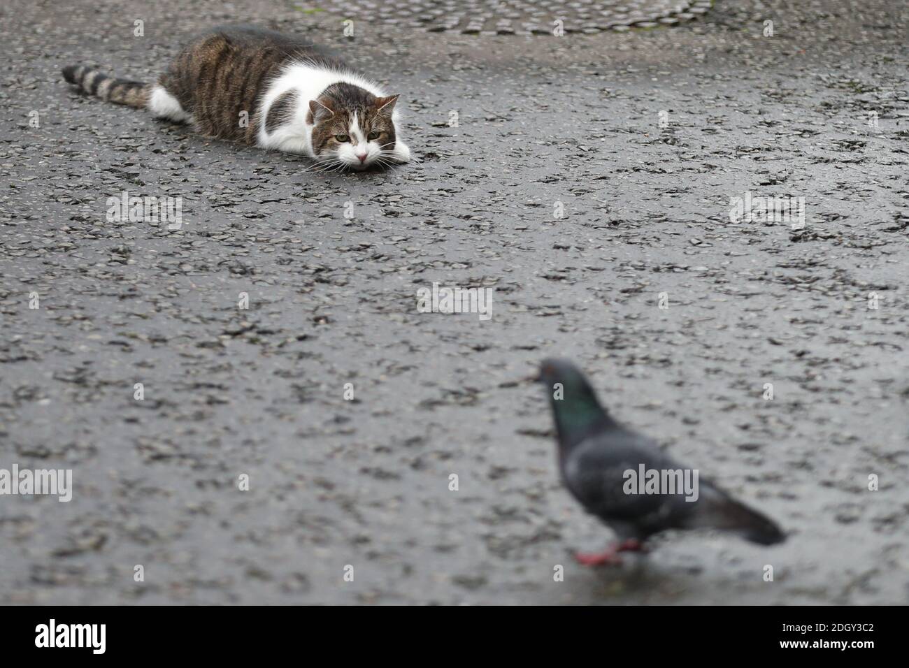 Larry the Cat stalks a pigeon in Downing Street, London Stock Photo Alamy